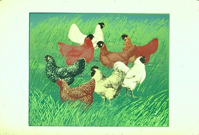 Wild Chickens